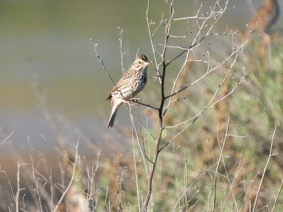 Savannah Sparrow - ML646825192