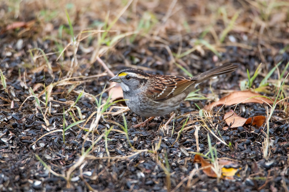 Chingolo Gorjiblanco - ML646825196