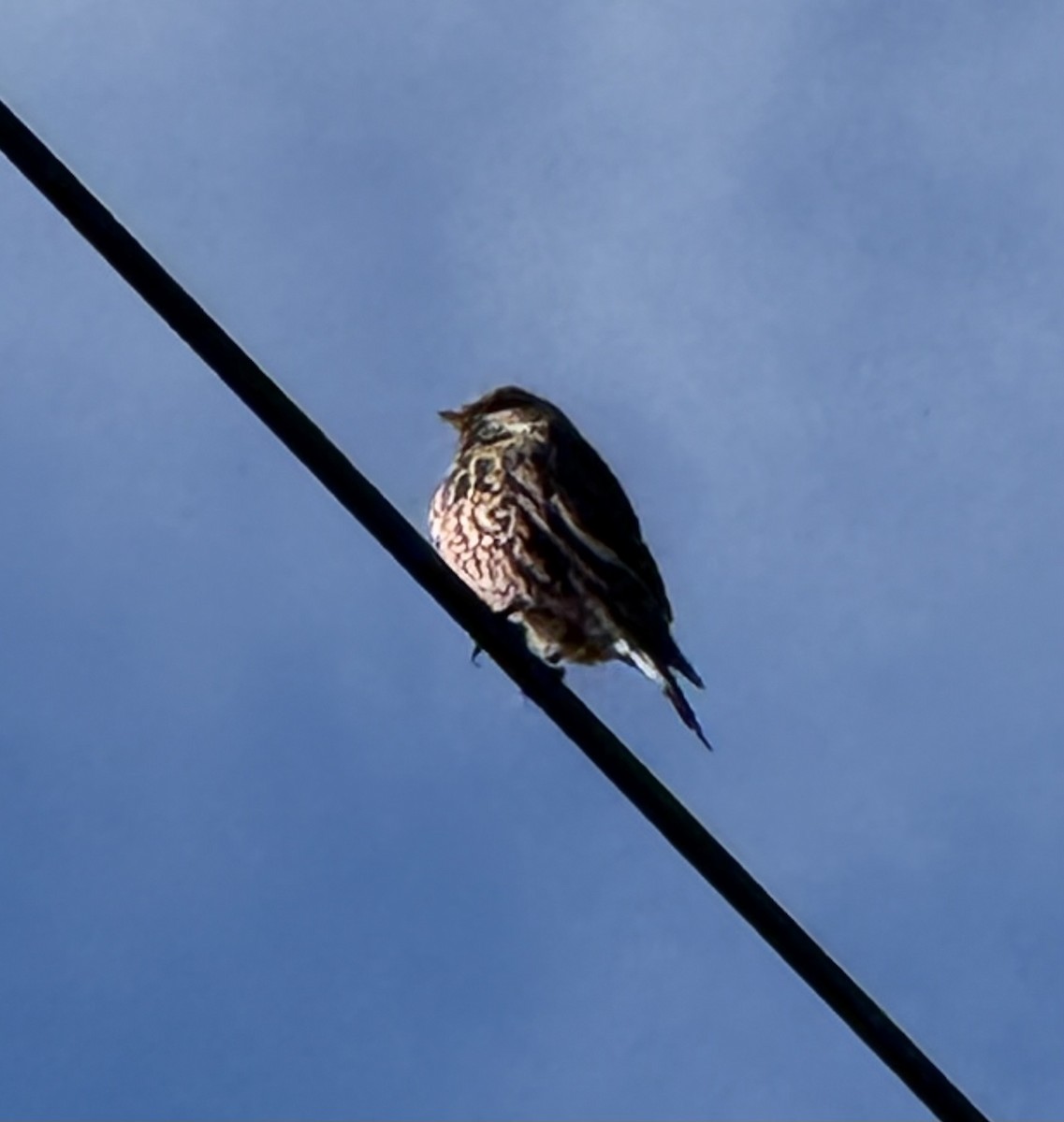 Asian Rosy-Finch - ML646825215