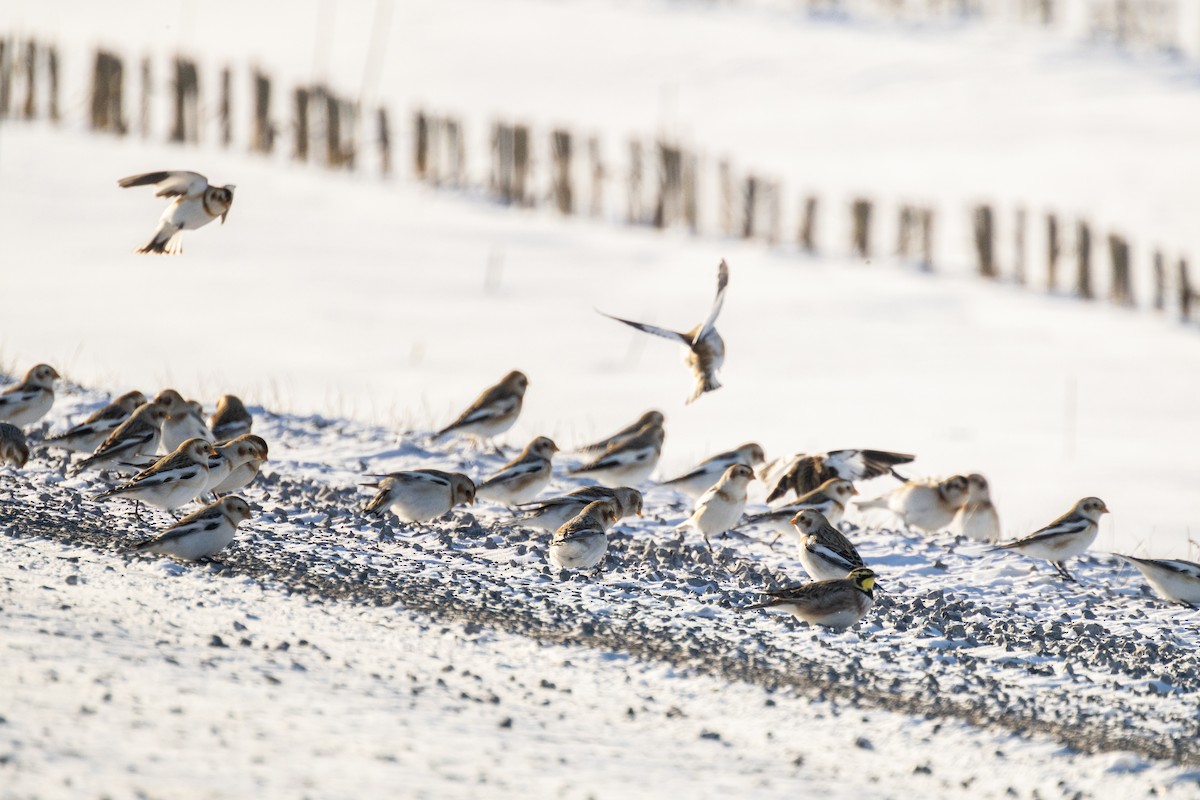 雪鵐 - ML646825216