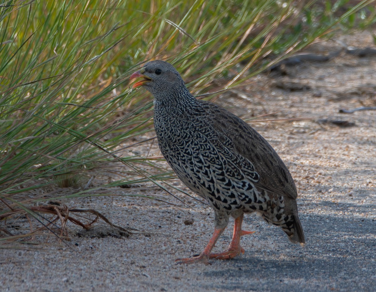 Natalfrankolin - ML646825217