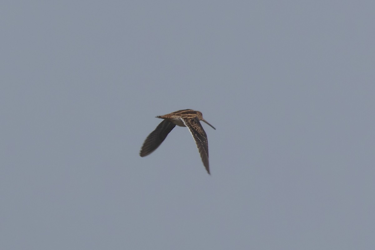 Pin-tailed/Common Snipe - ML646825219