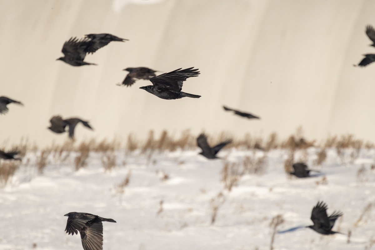 American Crow - ML646825232