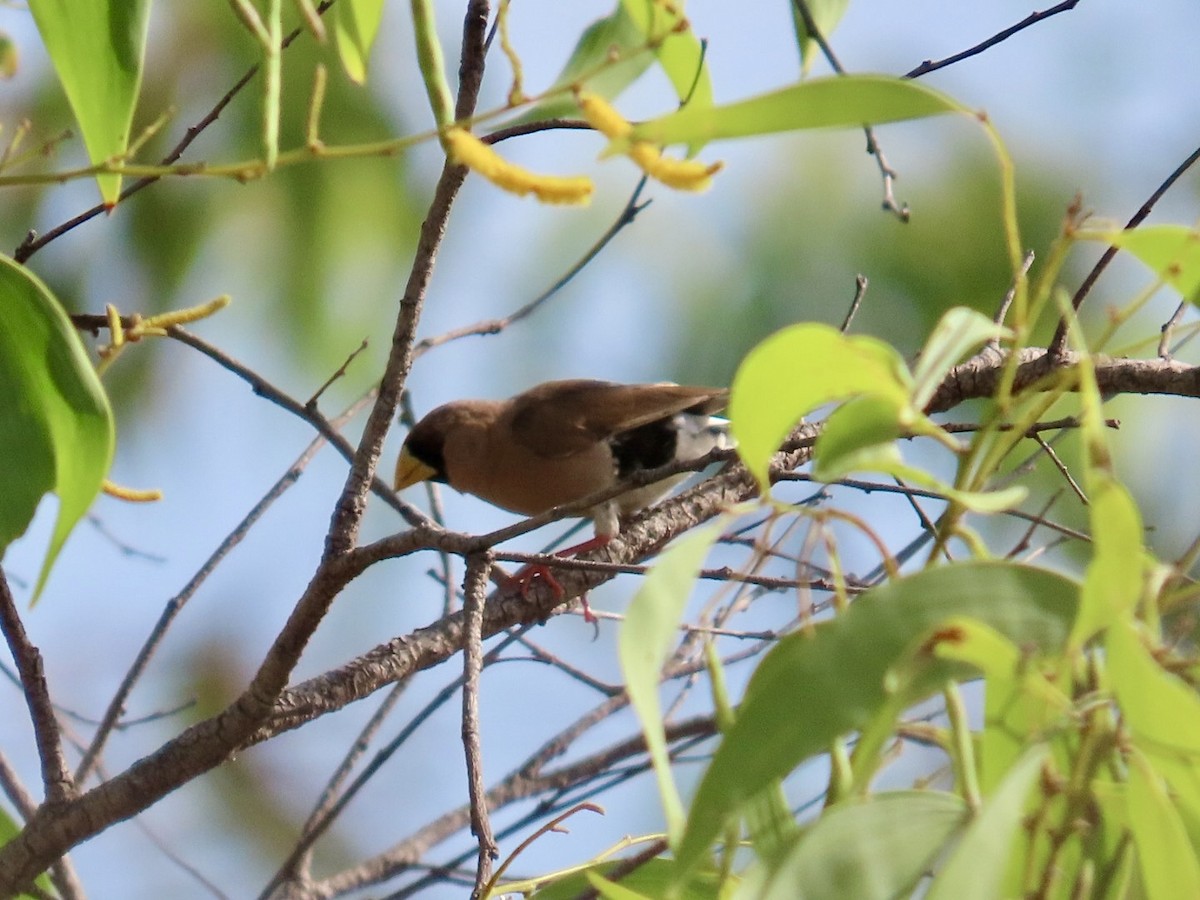 Masked Finch - ML646825237