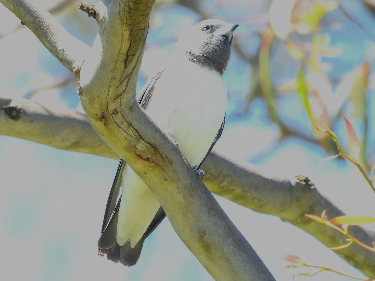 Ak Göğüslü Ormankırlangıcı - ML646825240