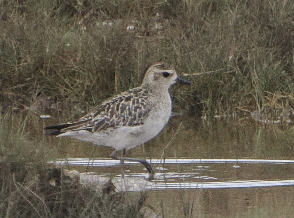 Pacific Golden-Plover - ML646825241