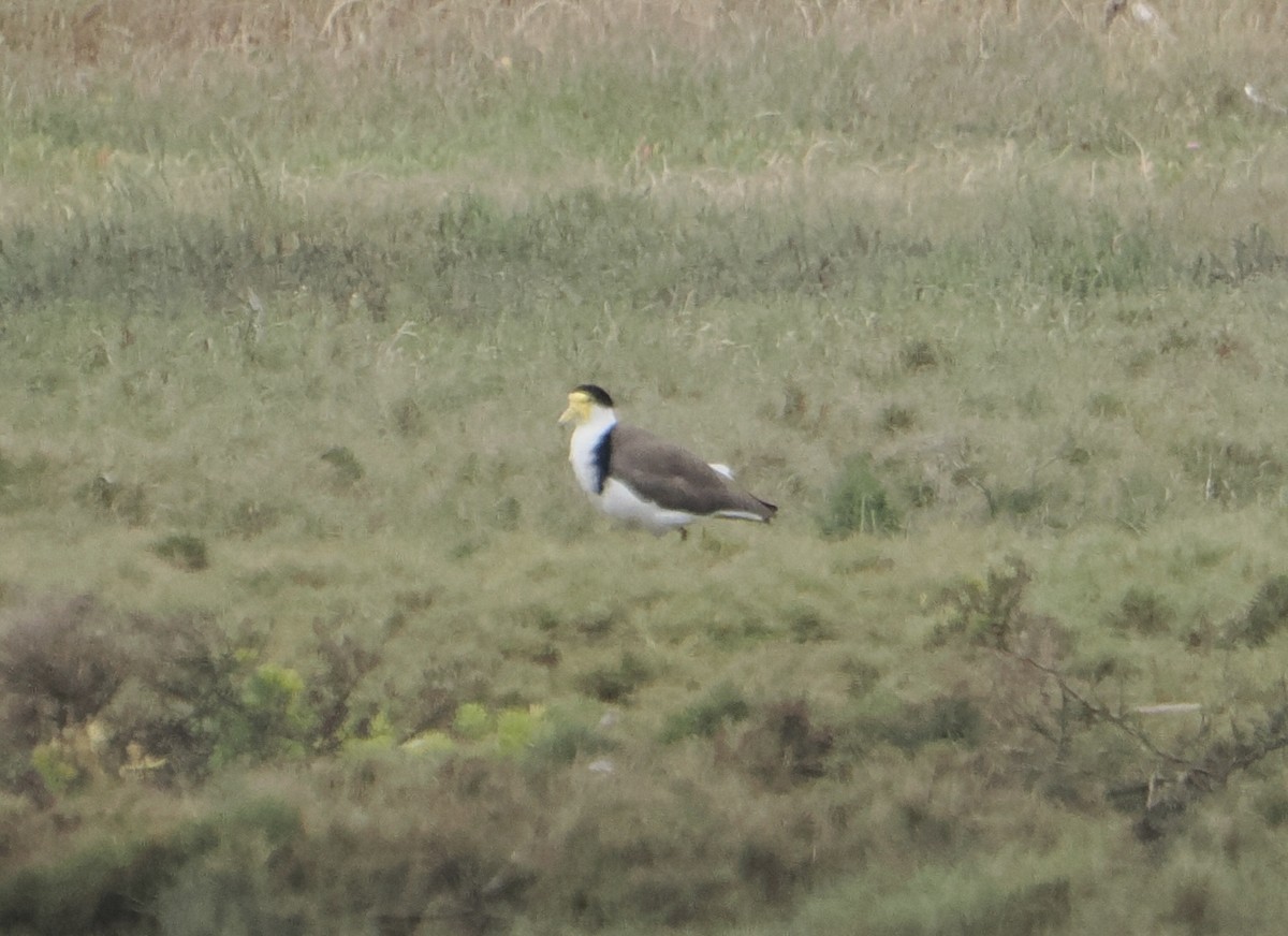 čejka australská - ML646825244