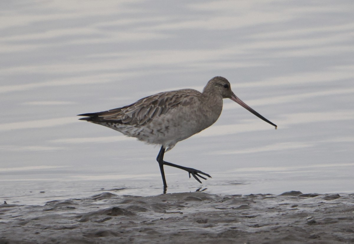 Barge rousse - ML646825249