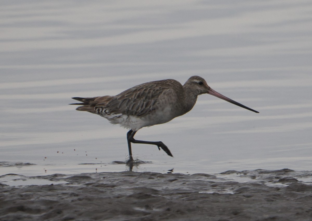 Barge rousse - ML646825250