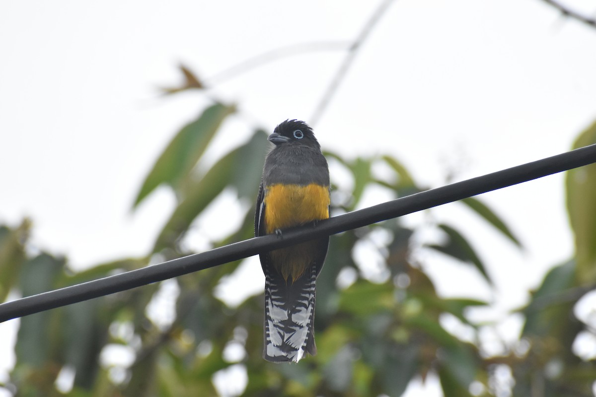 White-tailed Trogon - ML646825251