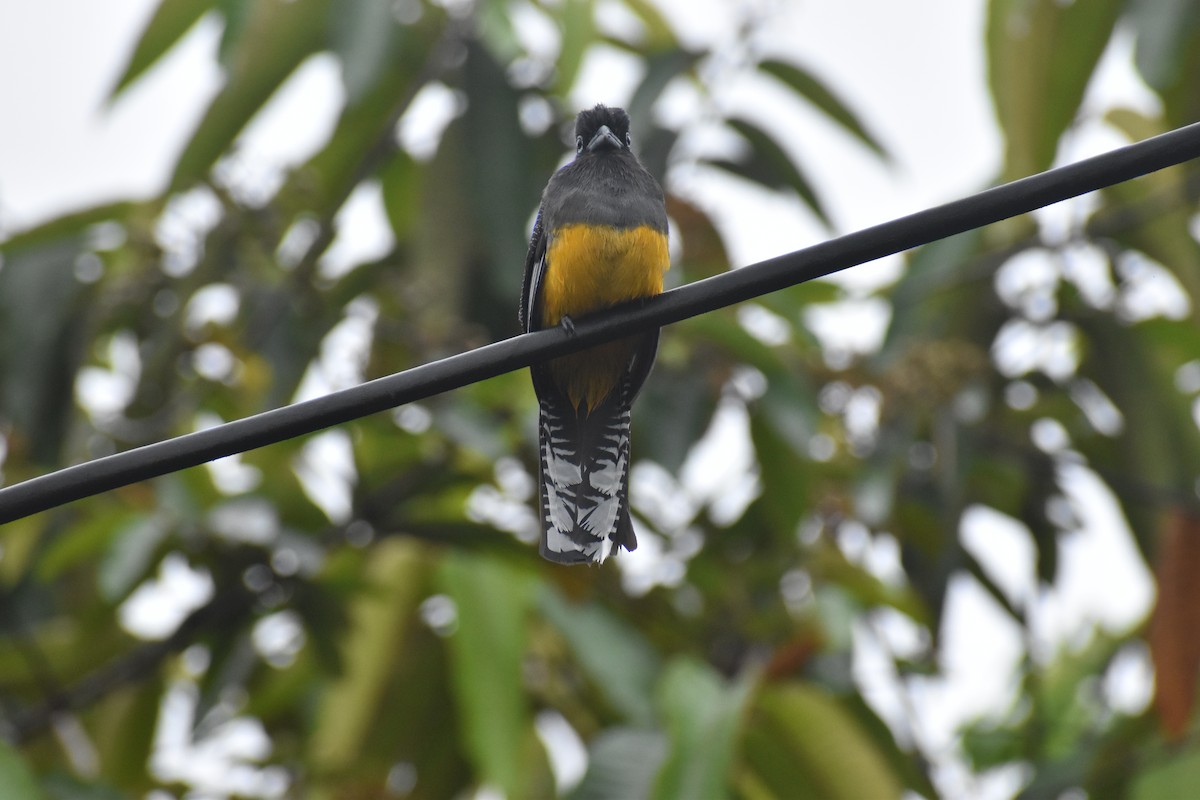 White-tailed Trogon - ML646825252