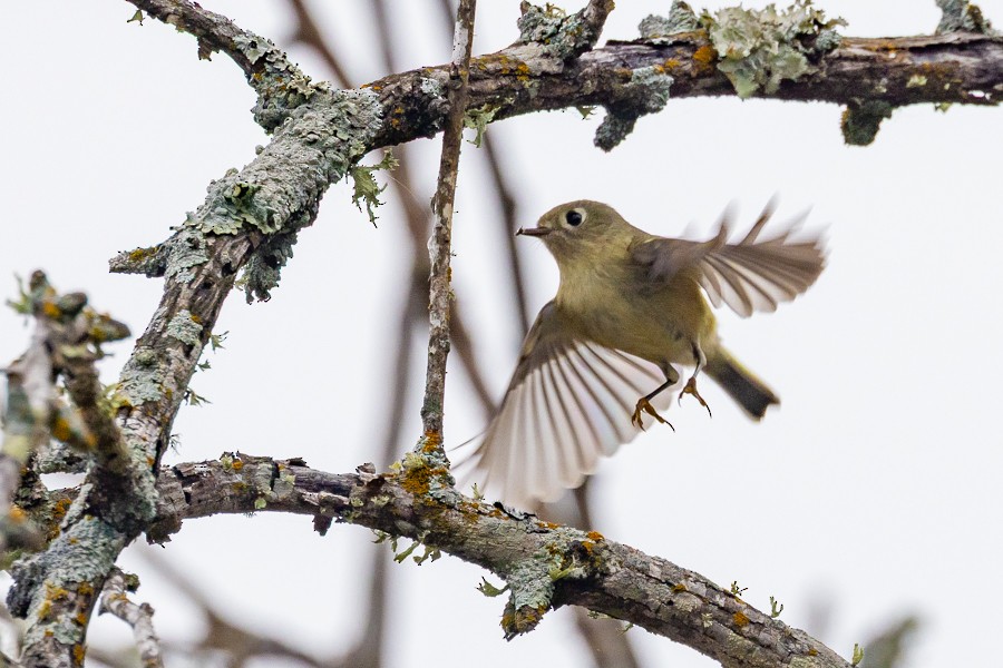 Rubingoldhähnchen - ML646825253