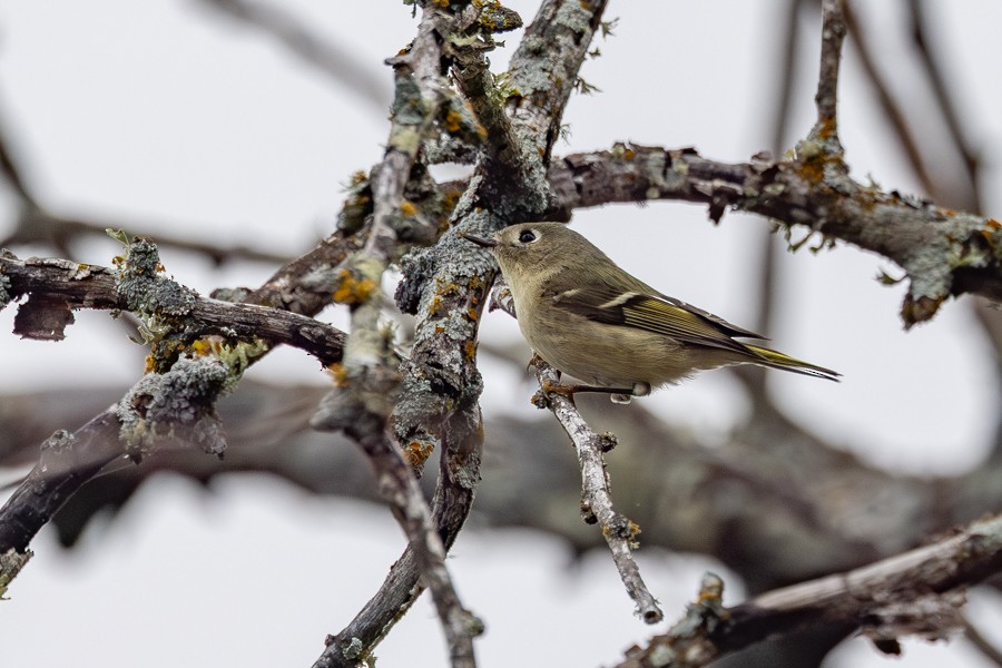 Rubingoldhähnchen - ML646825254