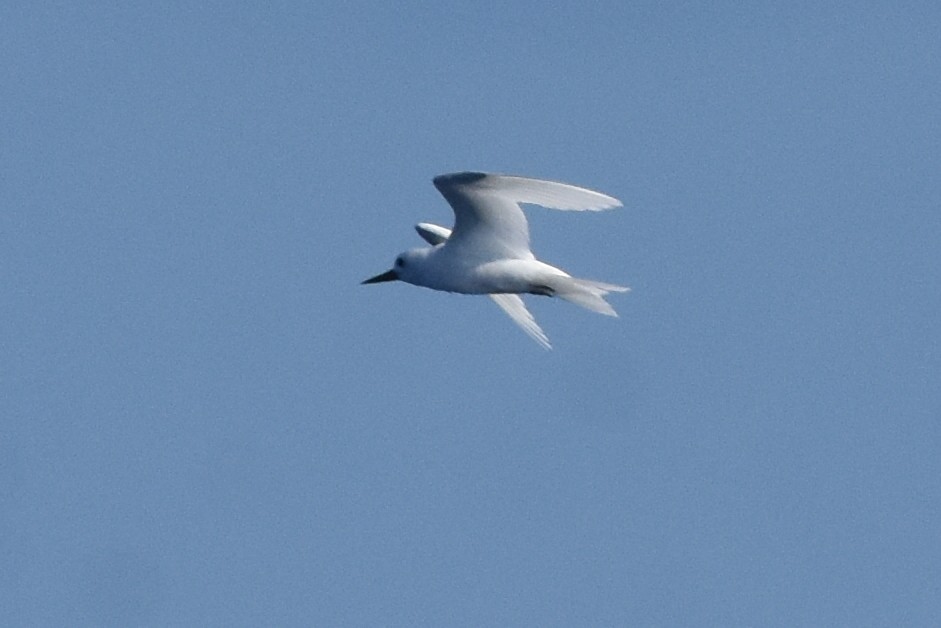 Blue-billed White-Tern - ML646825255