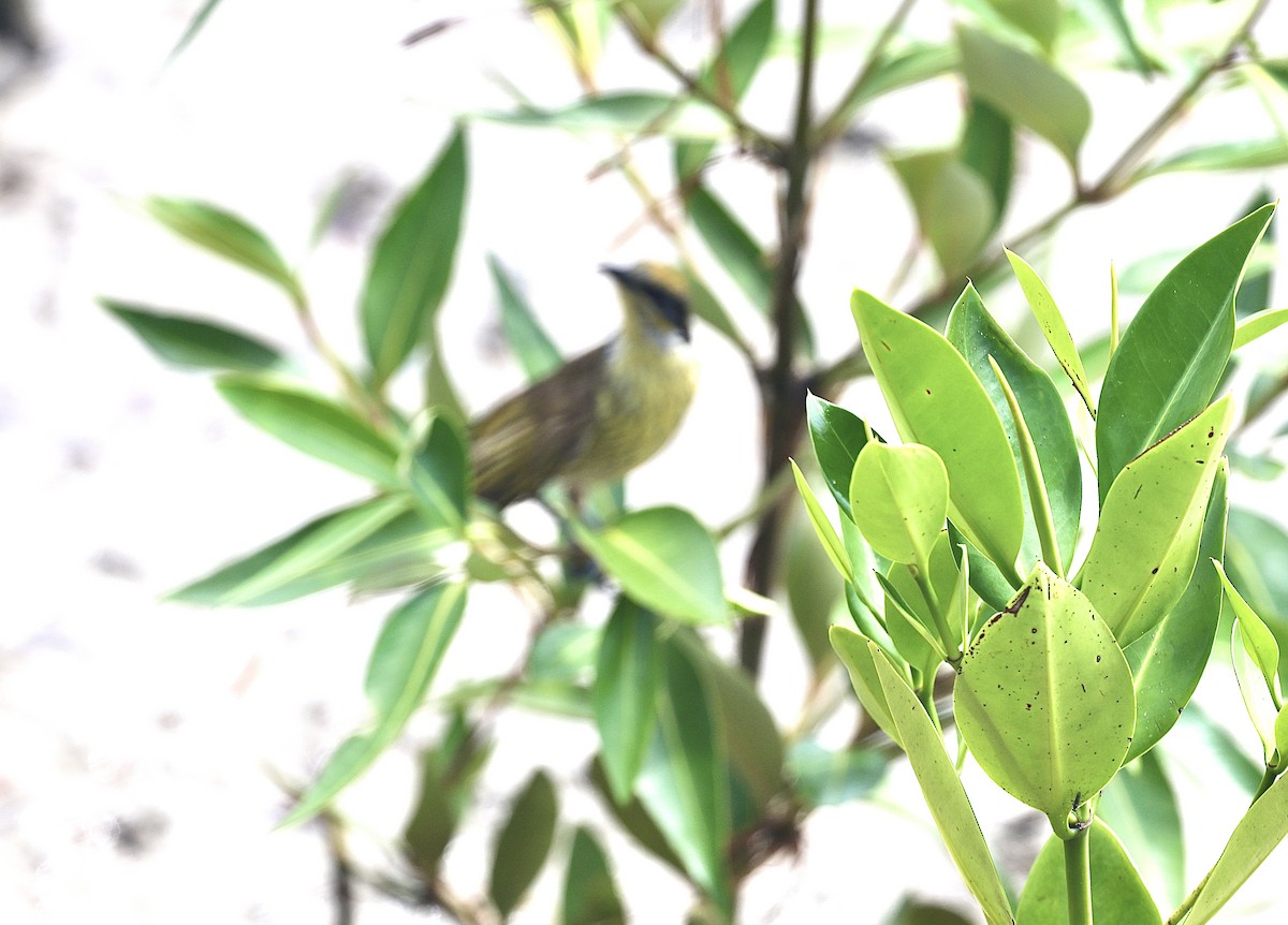 Varied Honeyeater - ML646825256