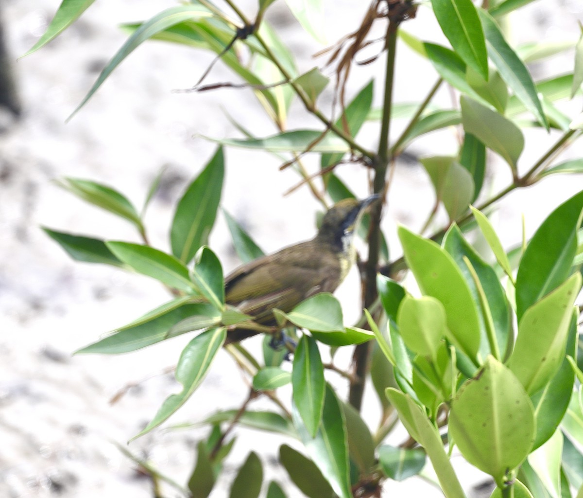 Varied Honeyeater - ML646825257