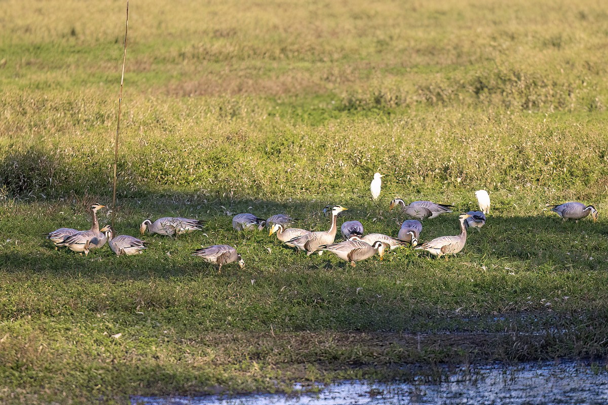 Гуска гірська - ML646825258