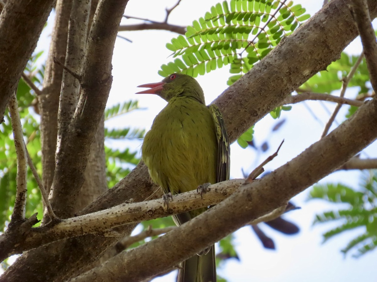 Green Oriole - ML646825260