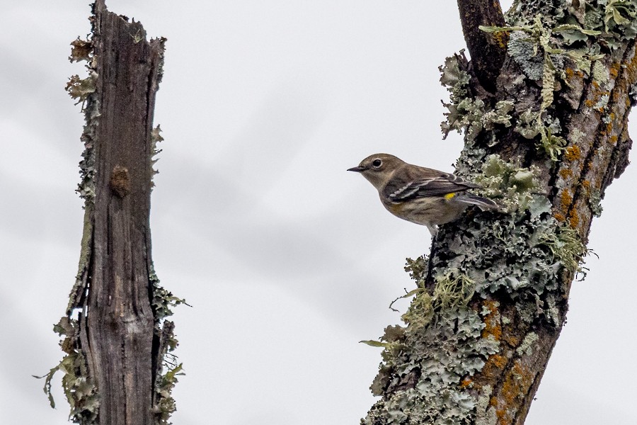 Yellow-rumped Warbler - ML646825261