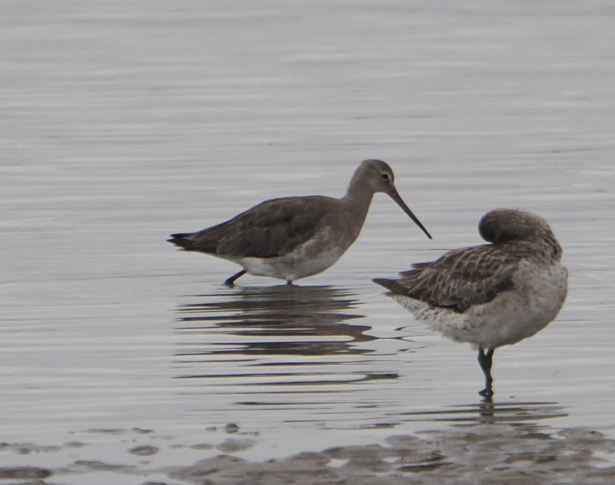 Black-tailed Godwit - ML646825262