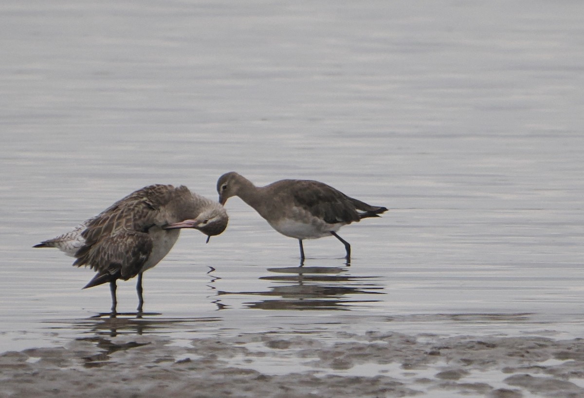Black-tailed Godwit - ML646825263