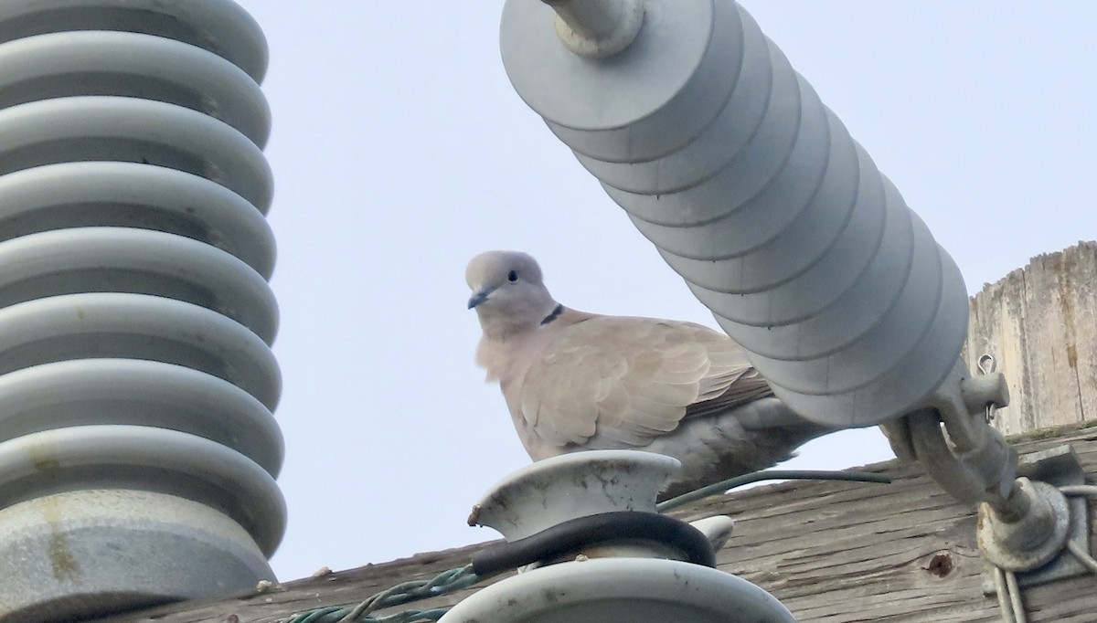 תור צווארון - ML646825264