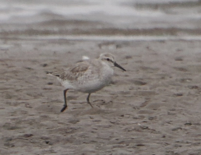 Red Knot - ML646825265