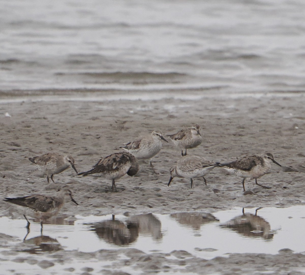 Red Knot - ML646825266