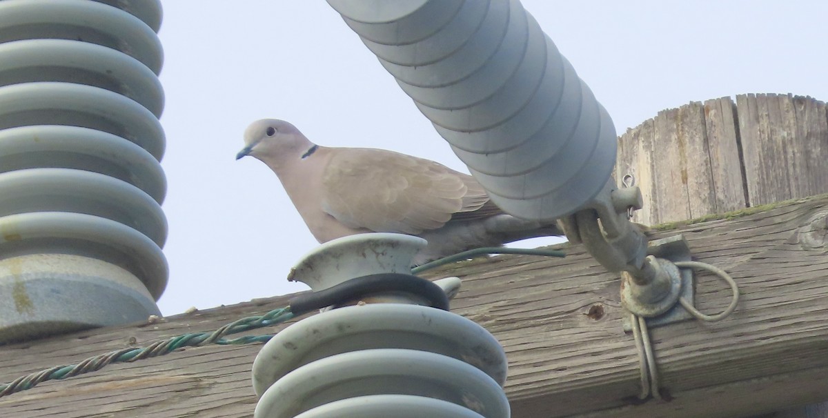 תור צווארון - ML646825267