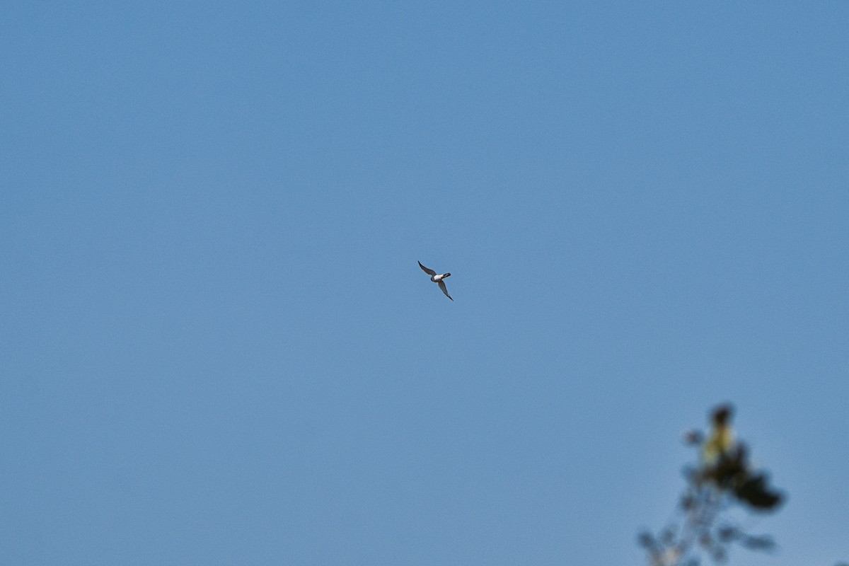 Little Swift - ML646825268