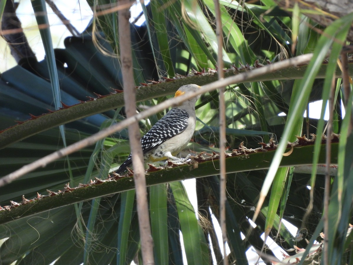 Golden-fronted Woodpecker - ML646825269