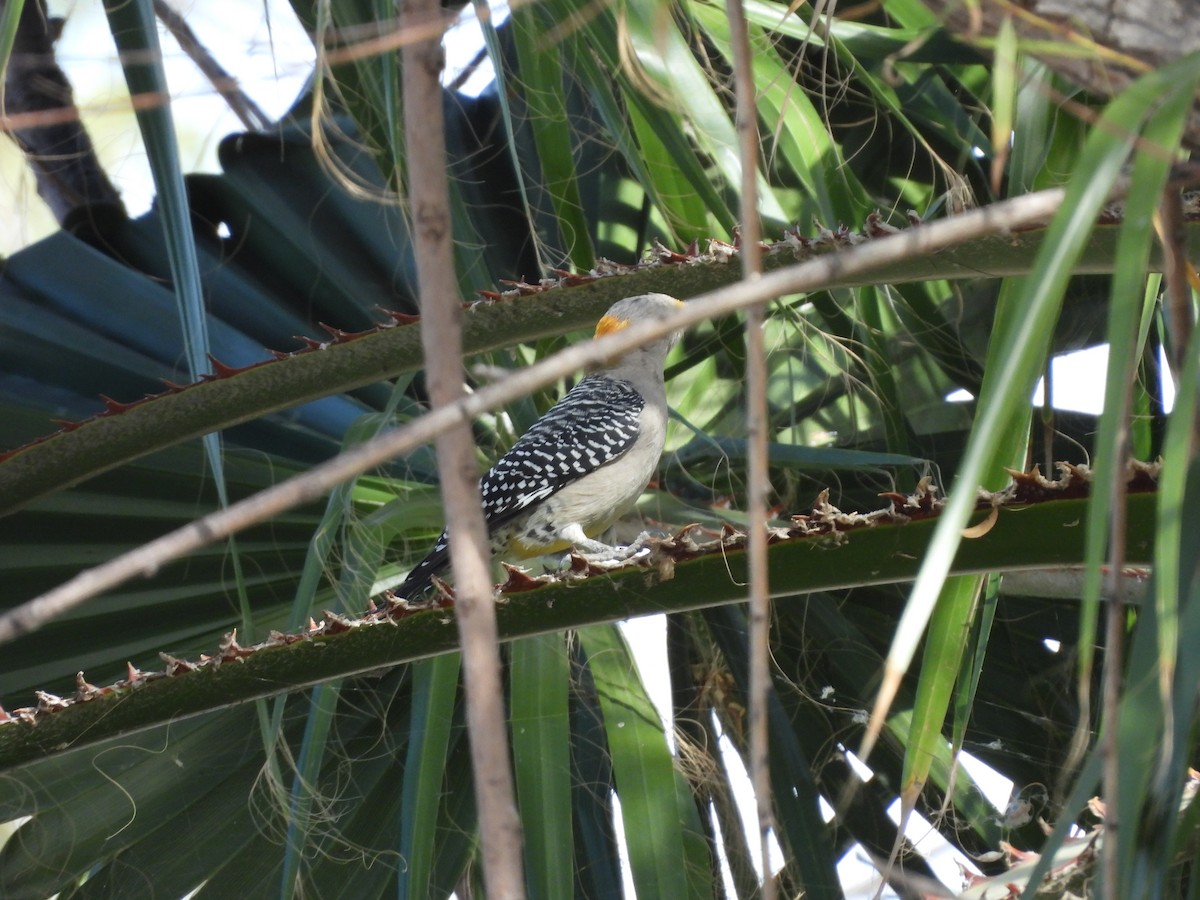 Golden-fronted Woodpecker - ML646825270