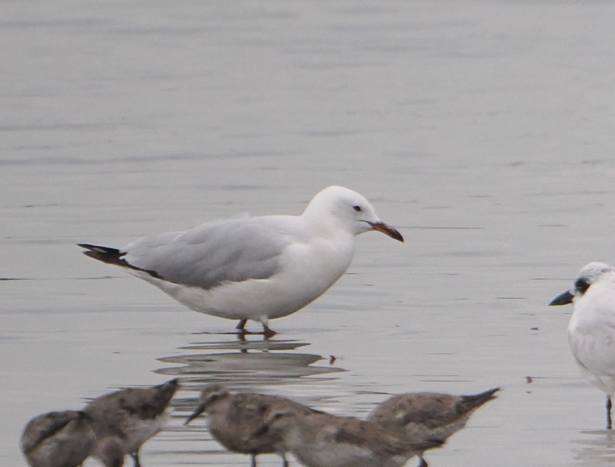 Silver Gull - ML646825271