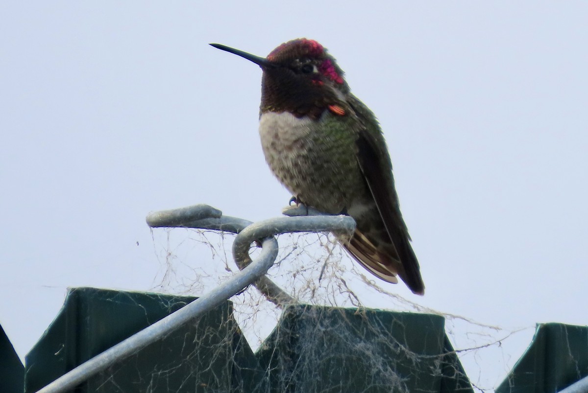 Anna's Hummingbird - ML646825272