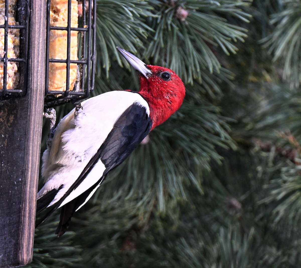 Red-headed Woodpecker - ML646825273