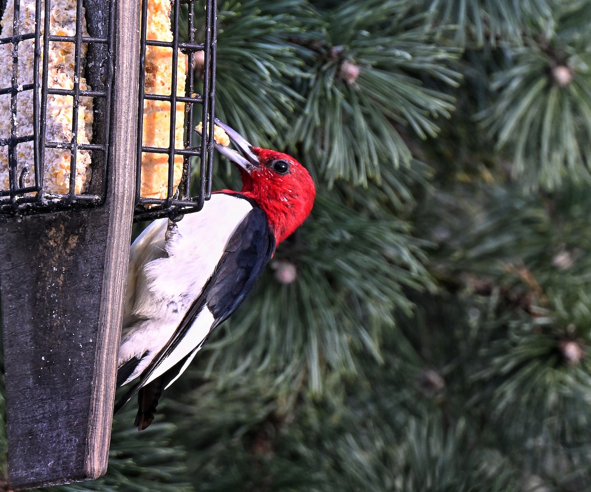 Red-headed Woodpecker - ML646825274