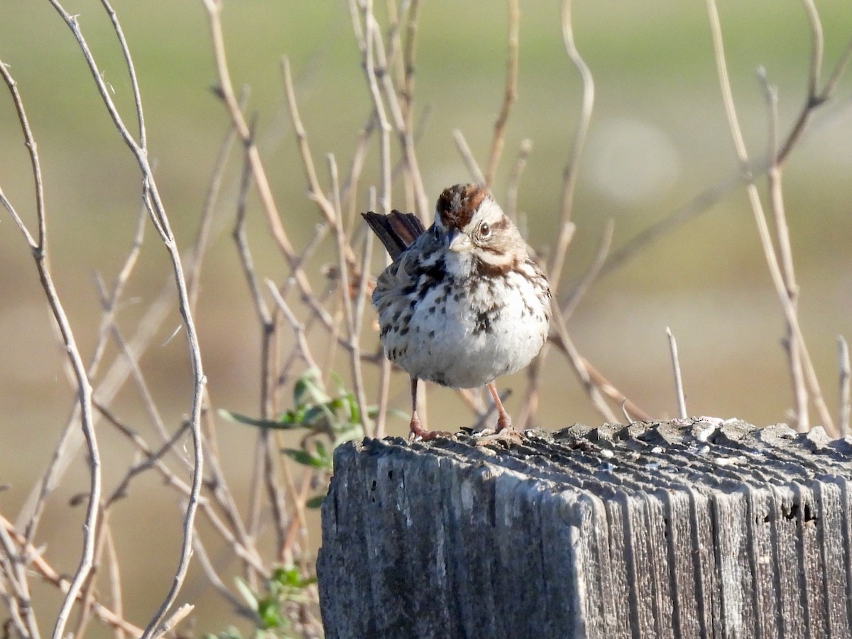 Song Sparrow - ML646825275