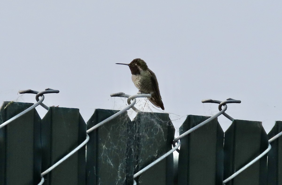 Anna's Hummingbird - ML646825276