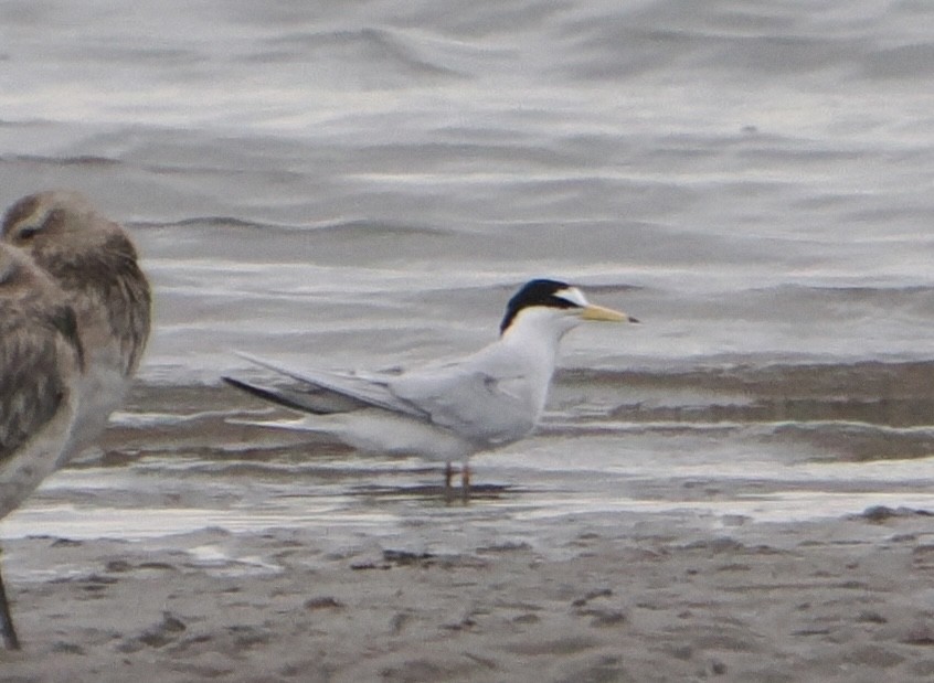 Zwergseeschwalbe - ML646825277