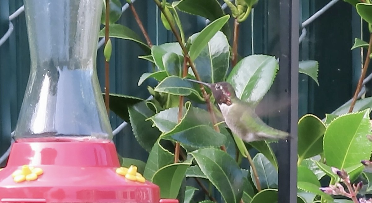 Anna's Hummingbird - ML646825278