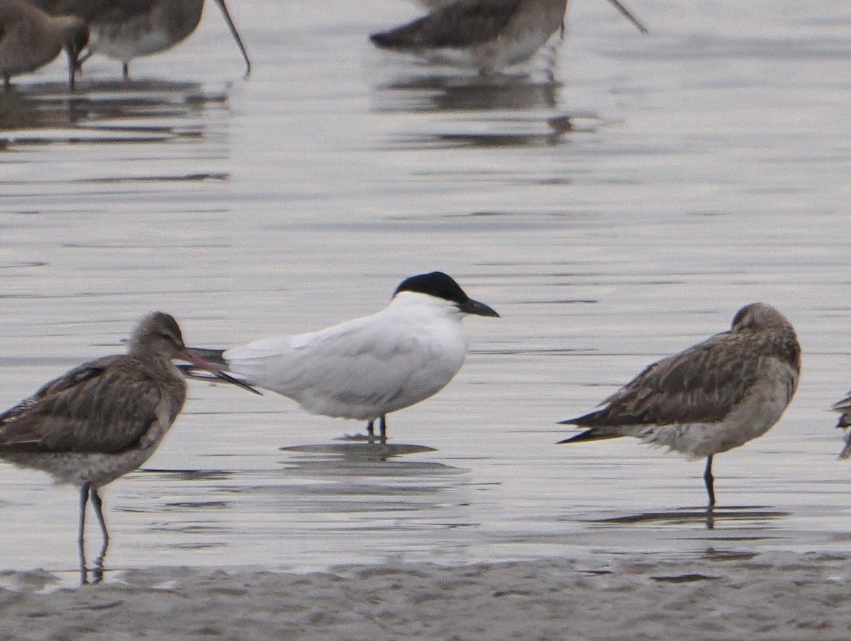 Australian Tern - ML646825279