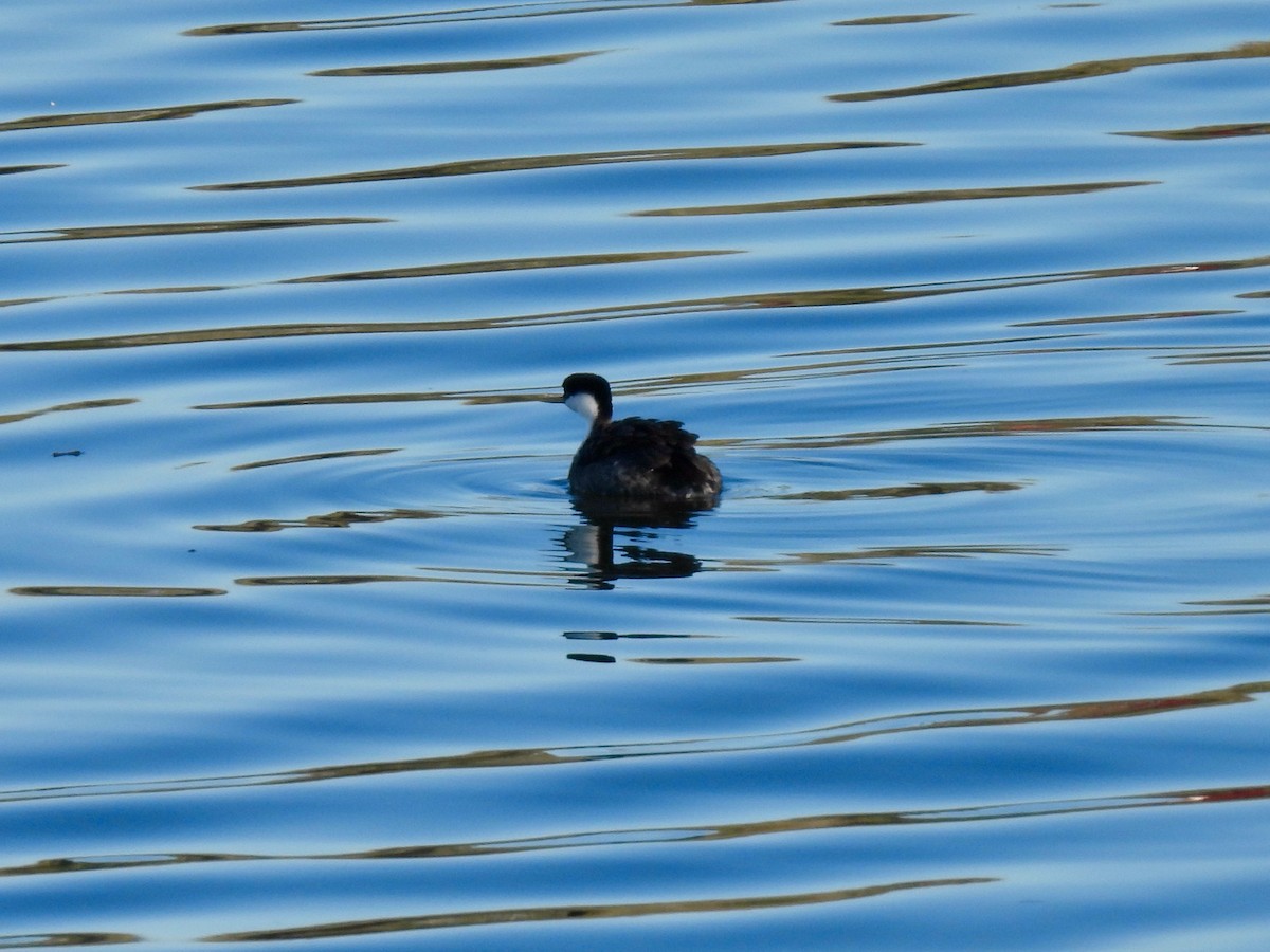 Western Grebe - ML646825280