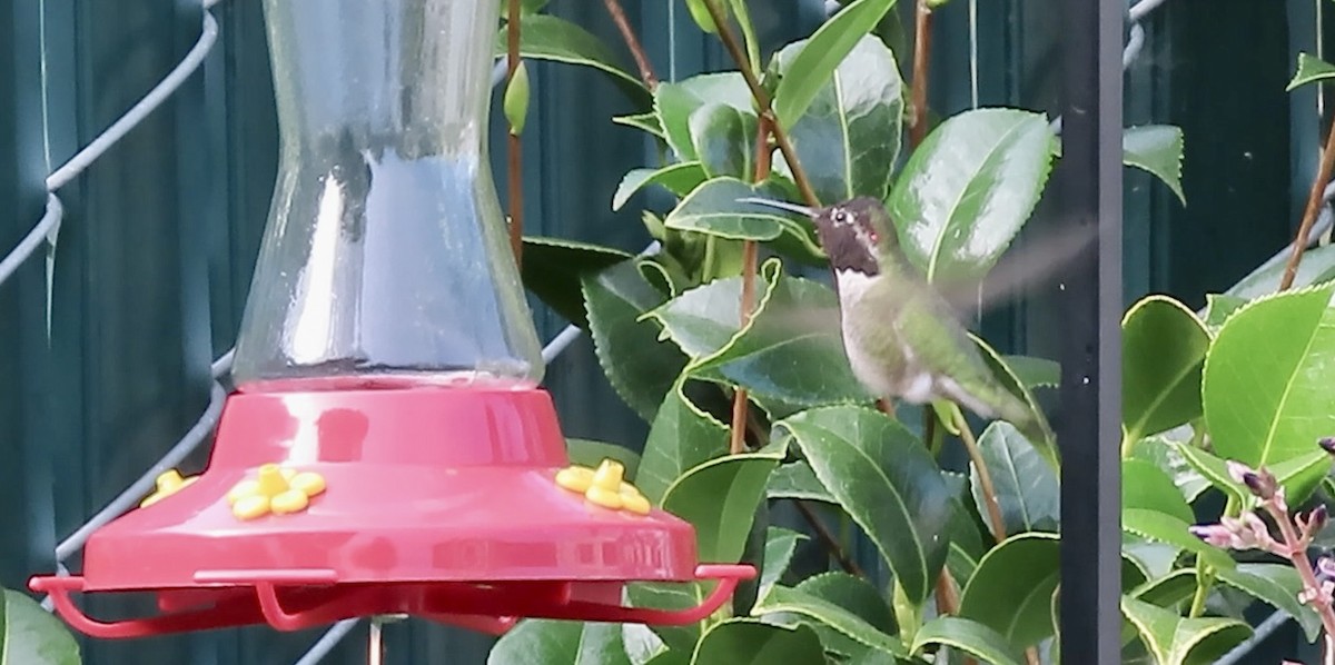 Anna's Hummingbird - ML646825281