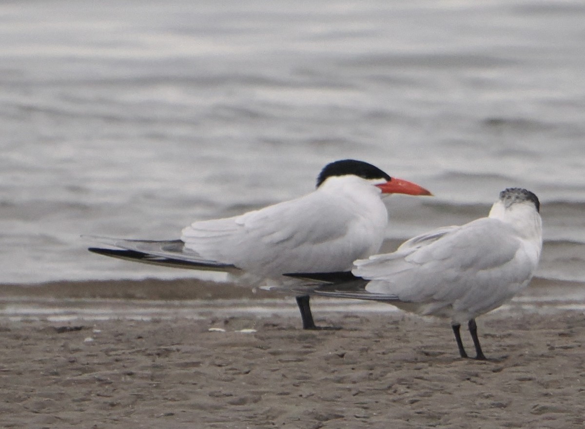 Caspian Tern - ML646825282