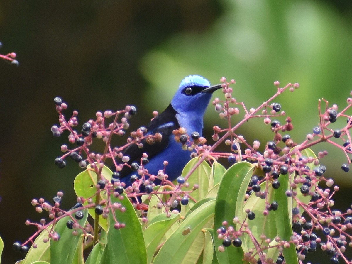 rødbeinhonningkryper - ML646825283