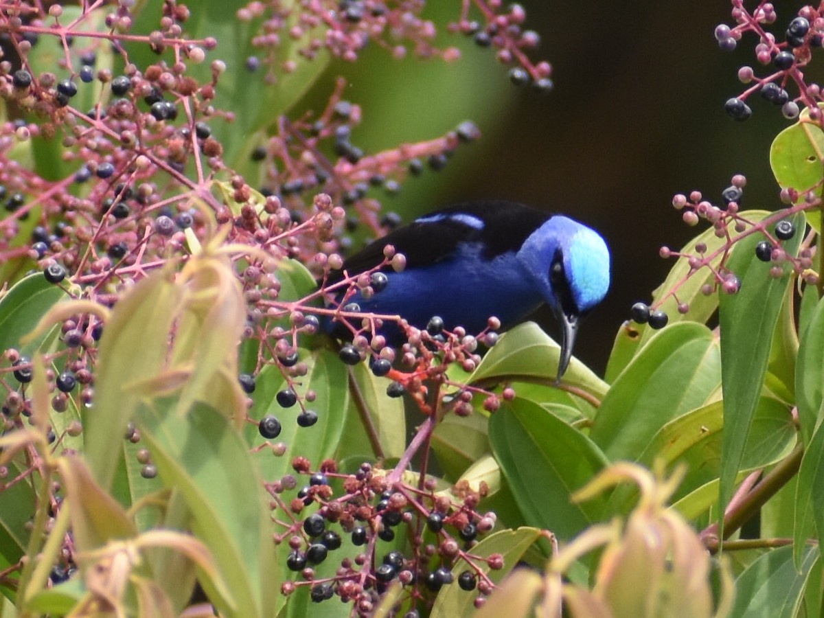 rødbeinhonningkryper - ML646825284