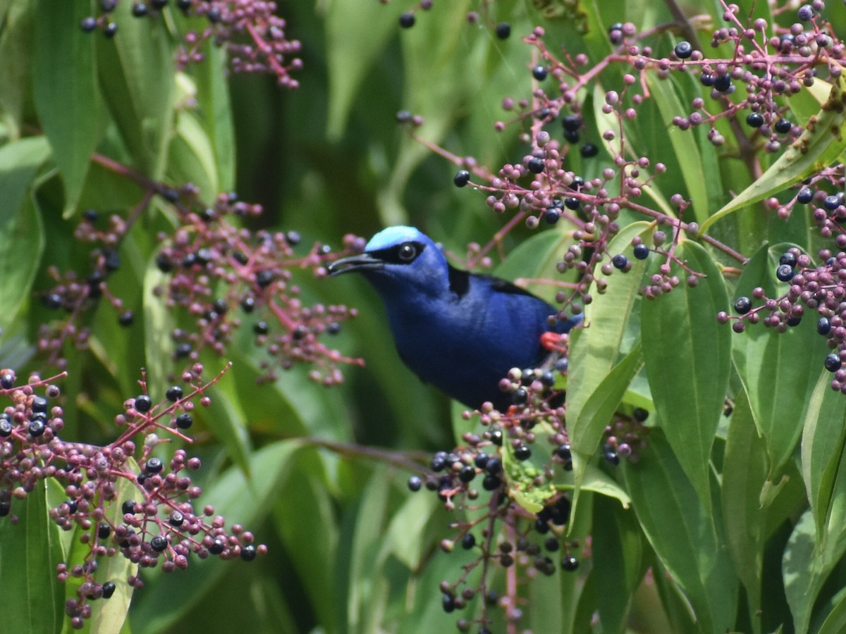 rødbeinhonningkryper - ML646825285