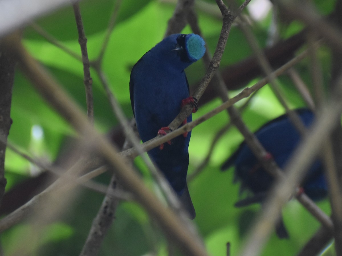 rødbeinhonningkryper - ML646825286