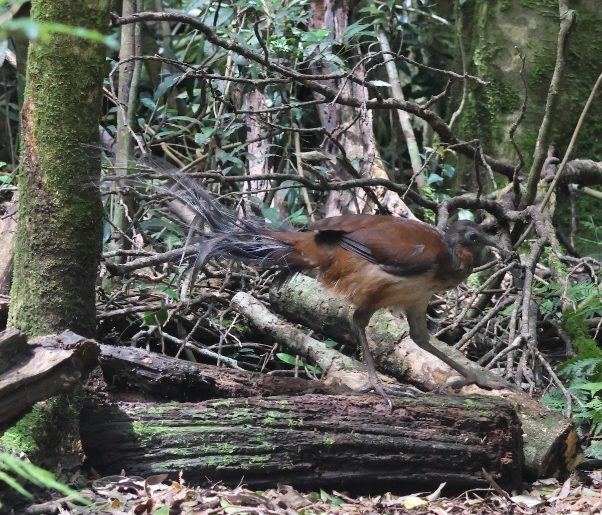 Albert's Lyrebird - ML646825294