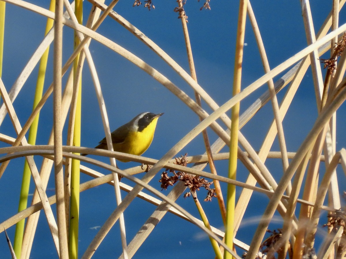 Common Yellowthroat - ML646825300